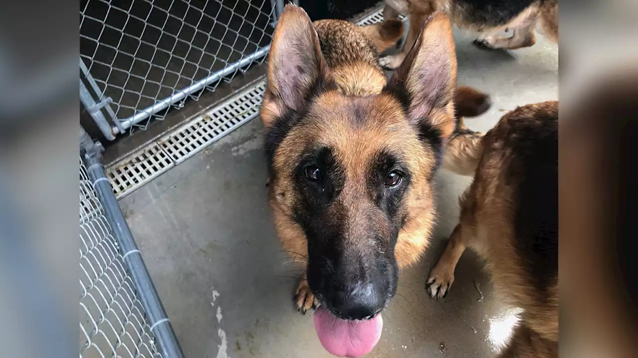 19 large dogs rescued from squalor conditions in abandoned mansion in New Jersey