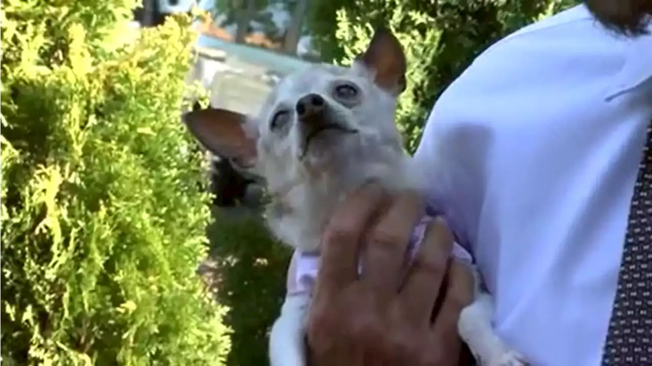 South Carolina dog sets Guinness World Record for oldest living dog