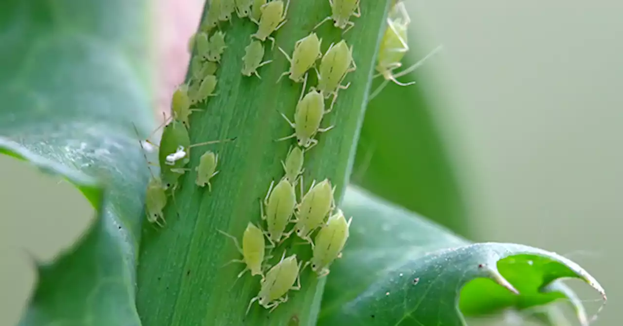 Chinese Regime Conspiracy Theory: U.S. Creating Insect ‘Bio-Weapons’ to Cause Famines