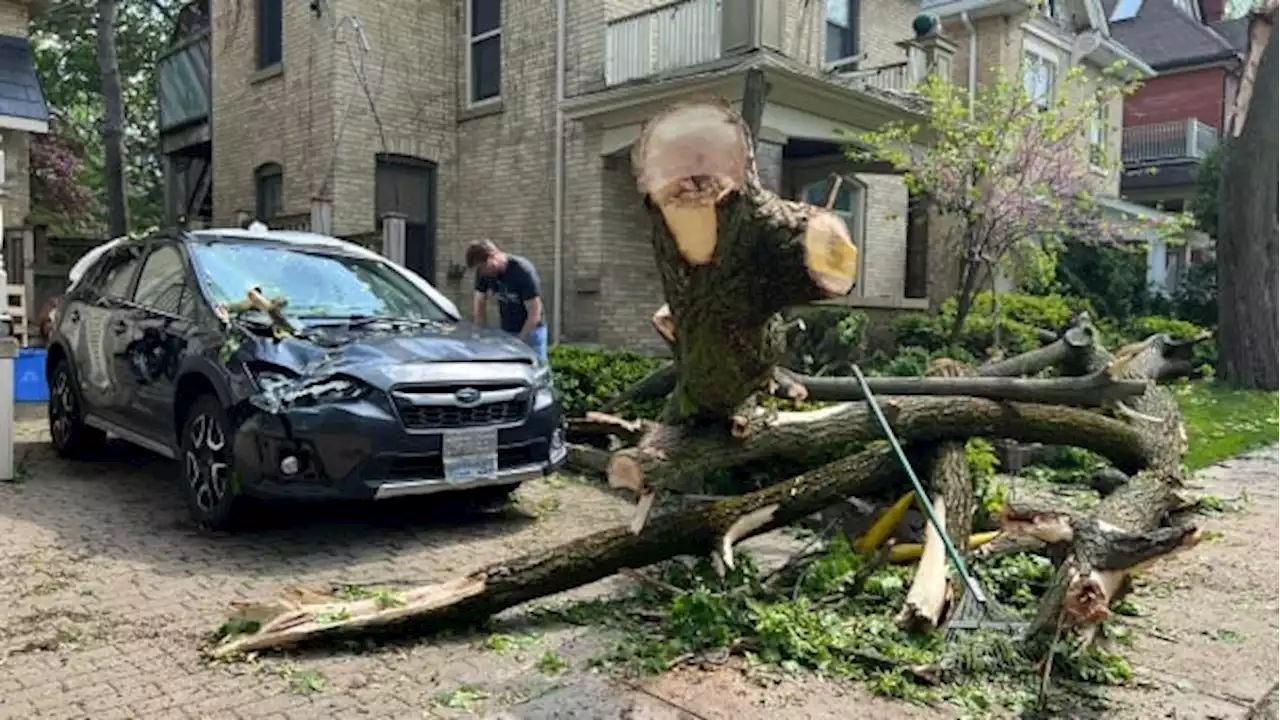 How climate change, construction can weaken trees and cause severe storm damage | CBC News