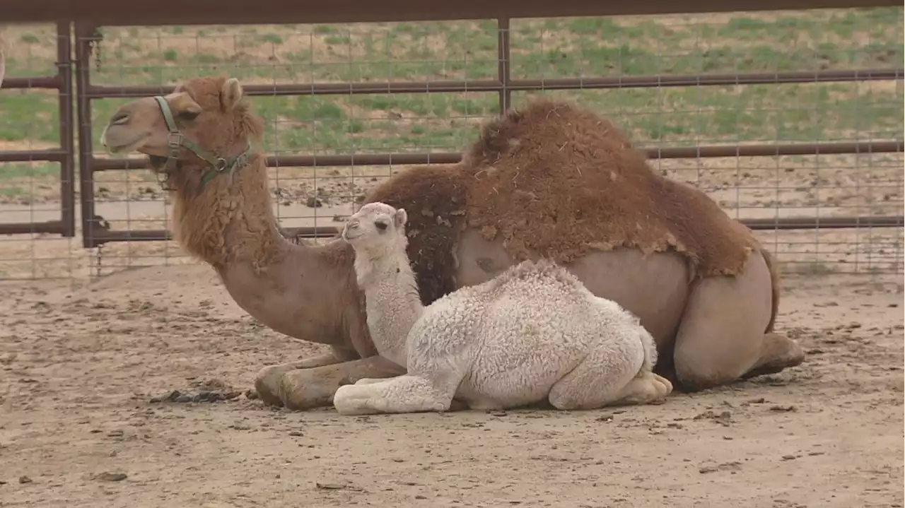 Camels In Colorado Provide Milk Alternative: 'It's Quite A Process'