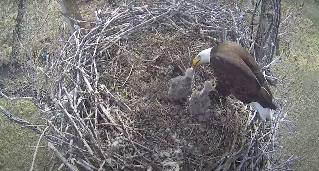 Raccoon kills eaglet in Front Range bald eagle nest that’s livestreamed via webcam