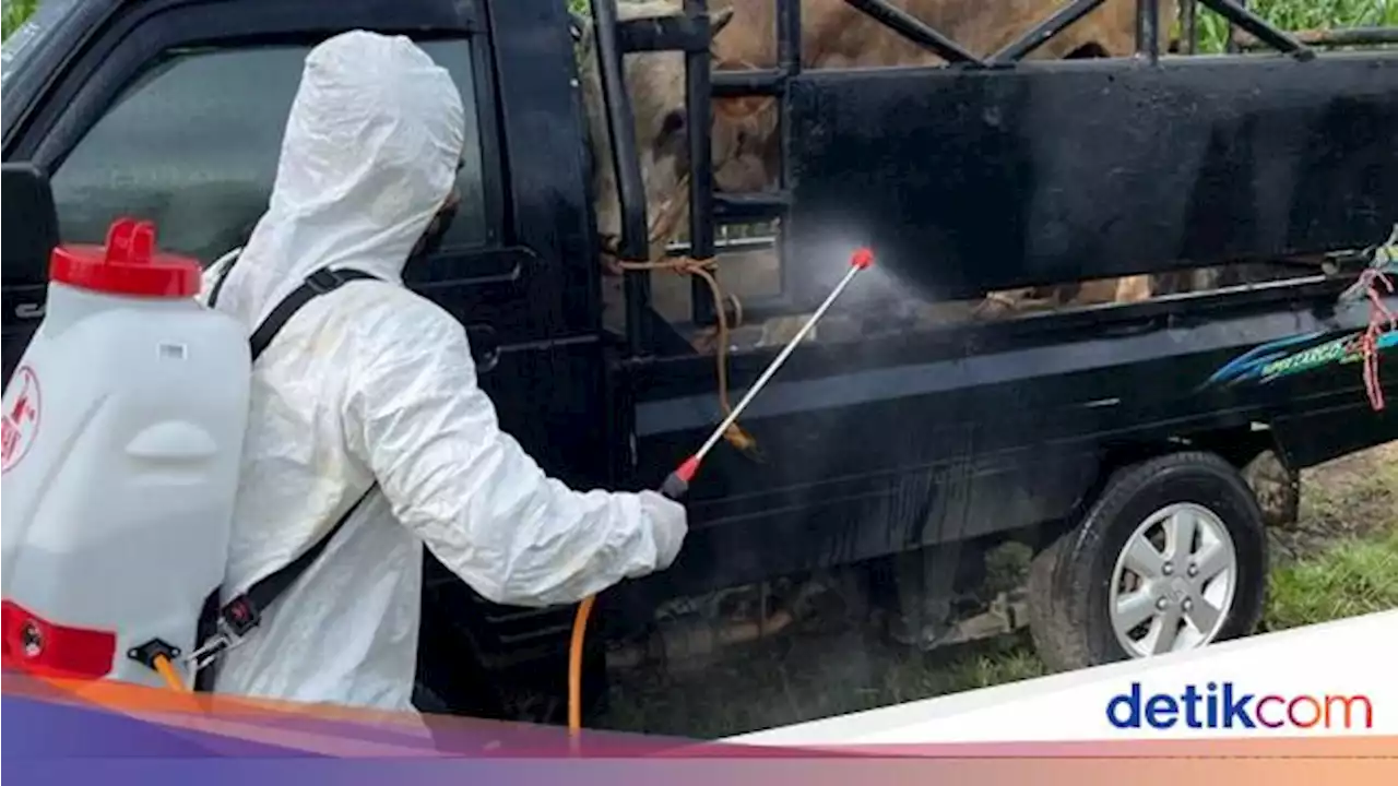 Bukan 15, Ternyata Ada 16 Provinsi yang Terjangkit Penyakit Mulut & Kuku