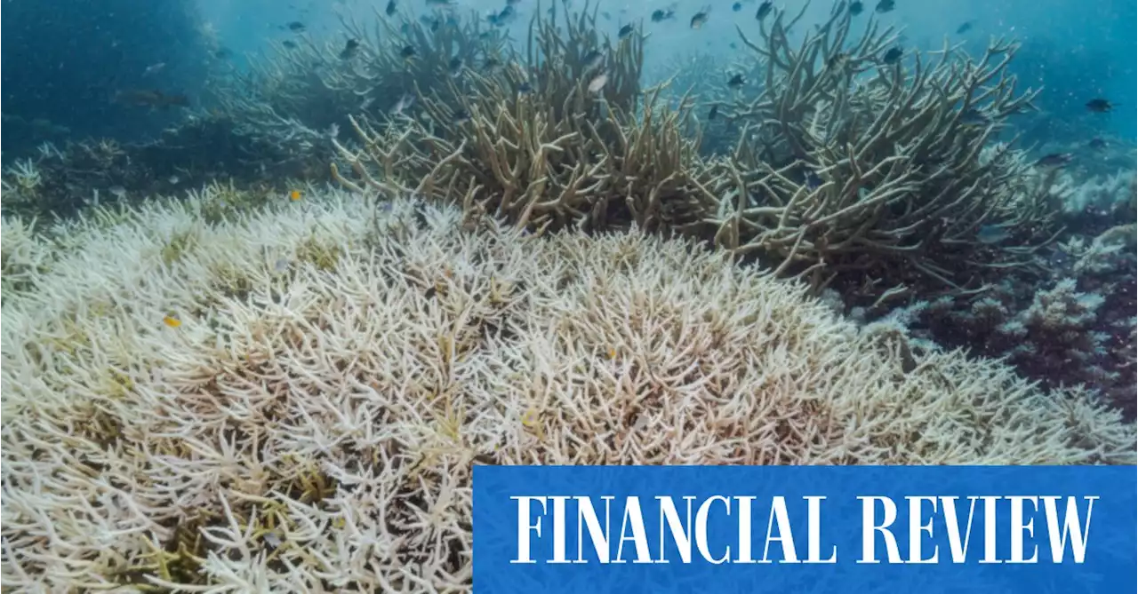 Coles pledges $10m for blue carbon projects at Great Barrier Reef