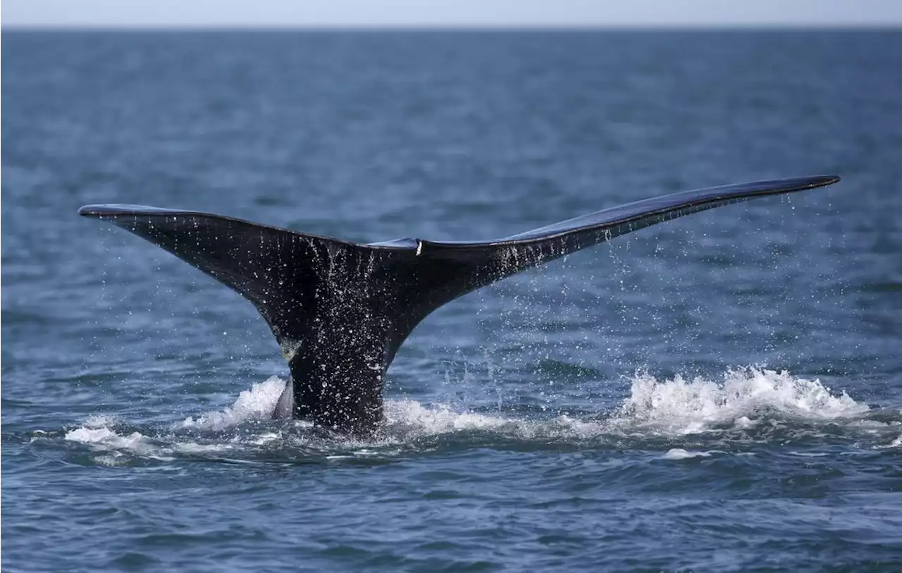 Search yields no sign of entangled North Atlantic right whale in Gulf of St. Lawrence