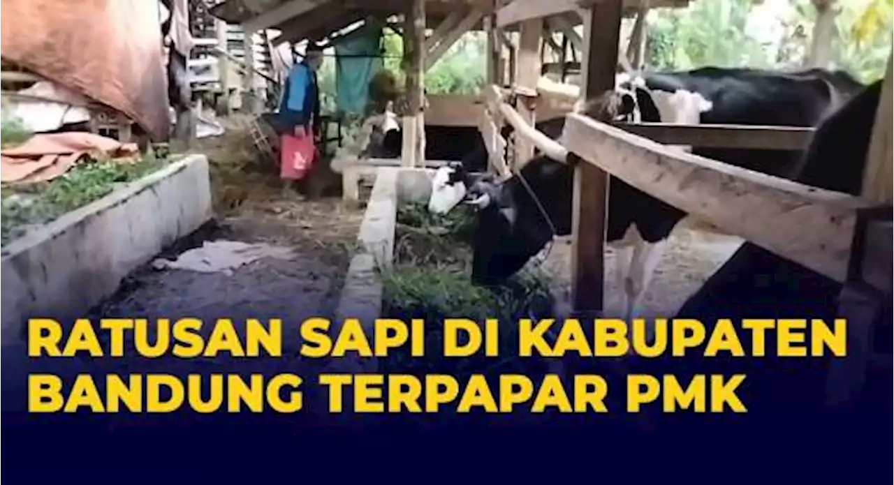 Jelang Idul Adha, Ratusan Sapi di Kabupaten Bandung Terpapar Penyakit Mulut dan Kuku