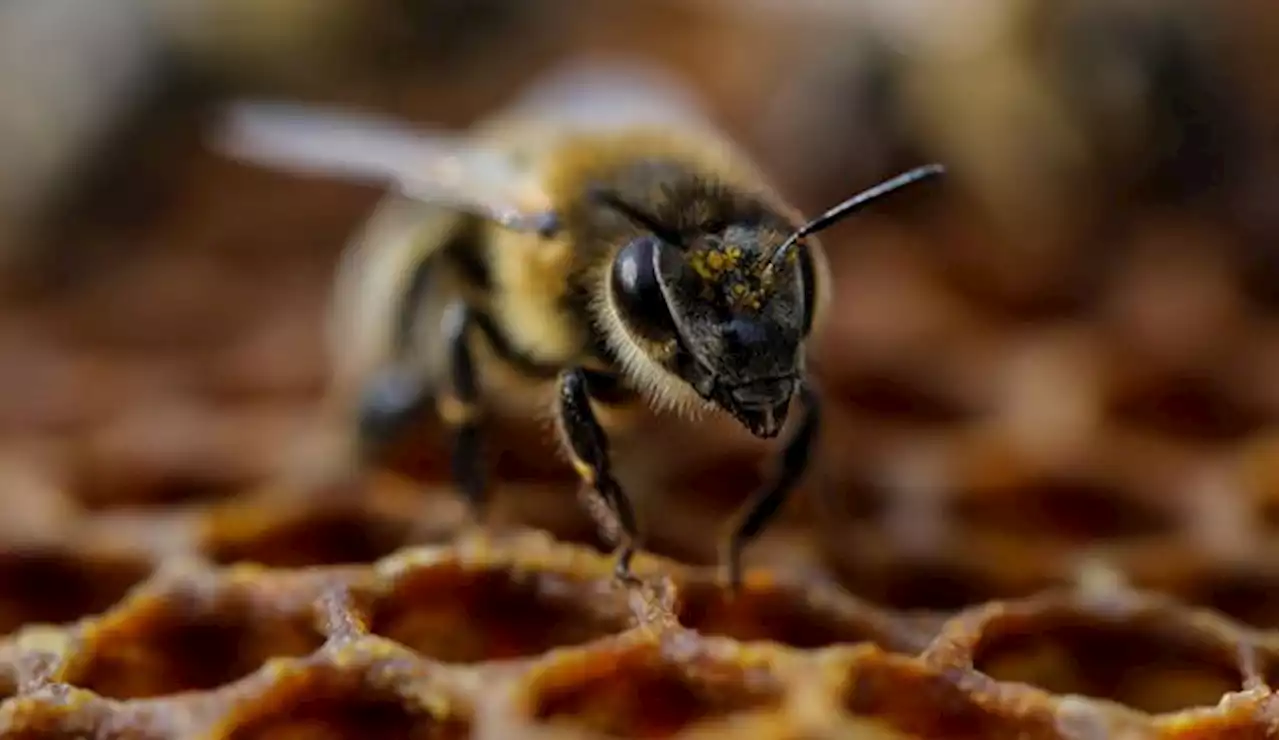 Et si les abeilles avaient une conscience ?