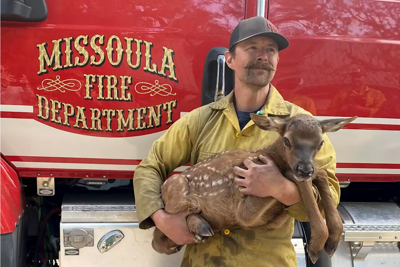 Firefighters rescue ‘Cinder’ the elk calf from the ashes