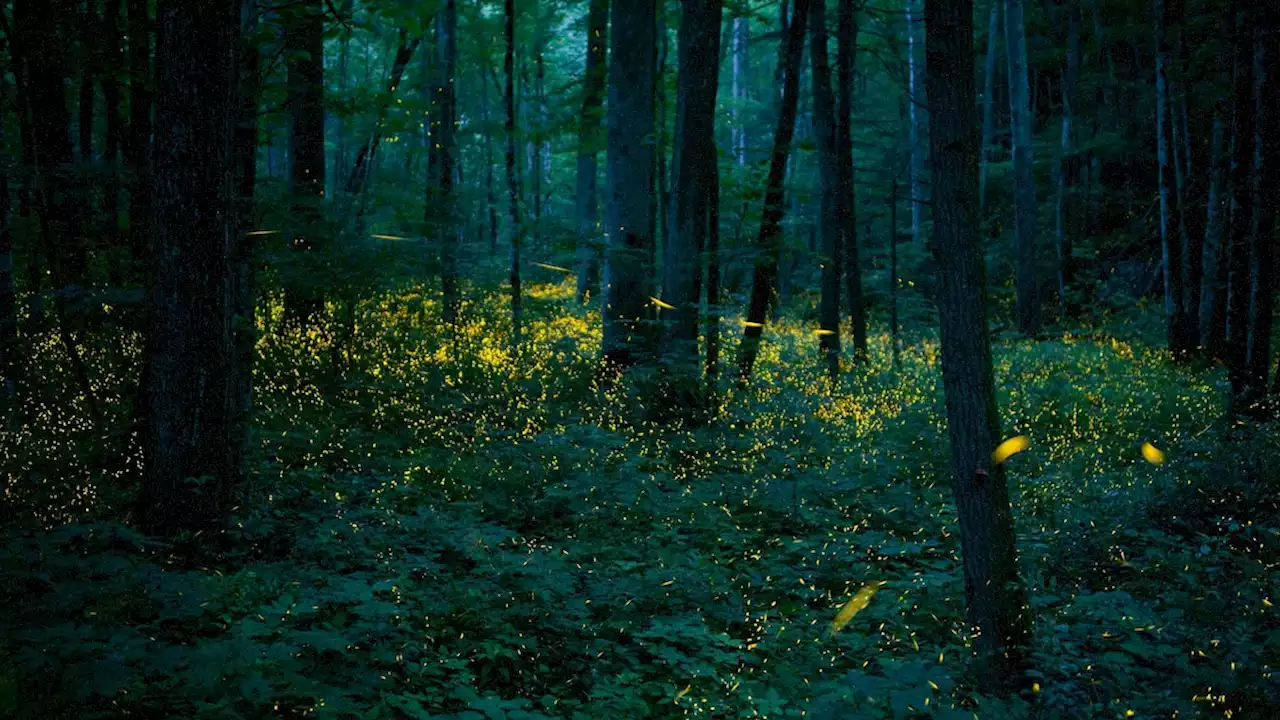 See fireflies magically light up this national park