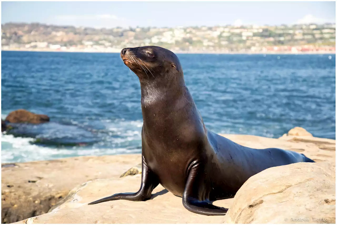 City Council Approves Seasonal Closure of Point La Jolla for Sea Lions