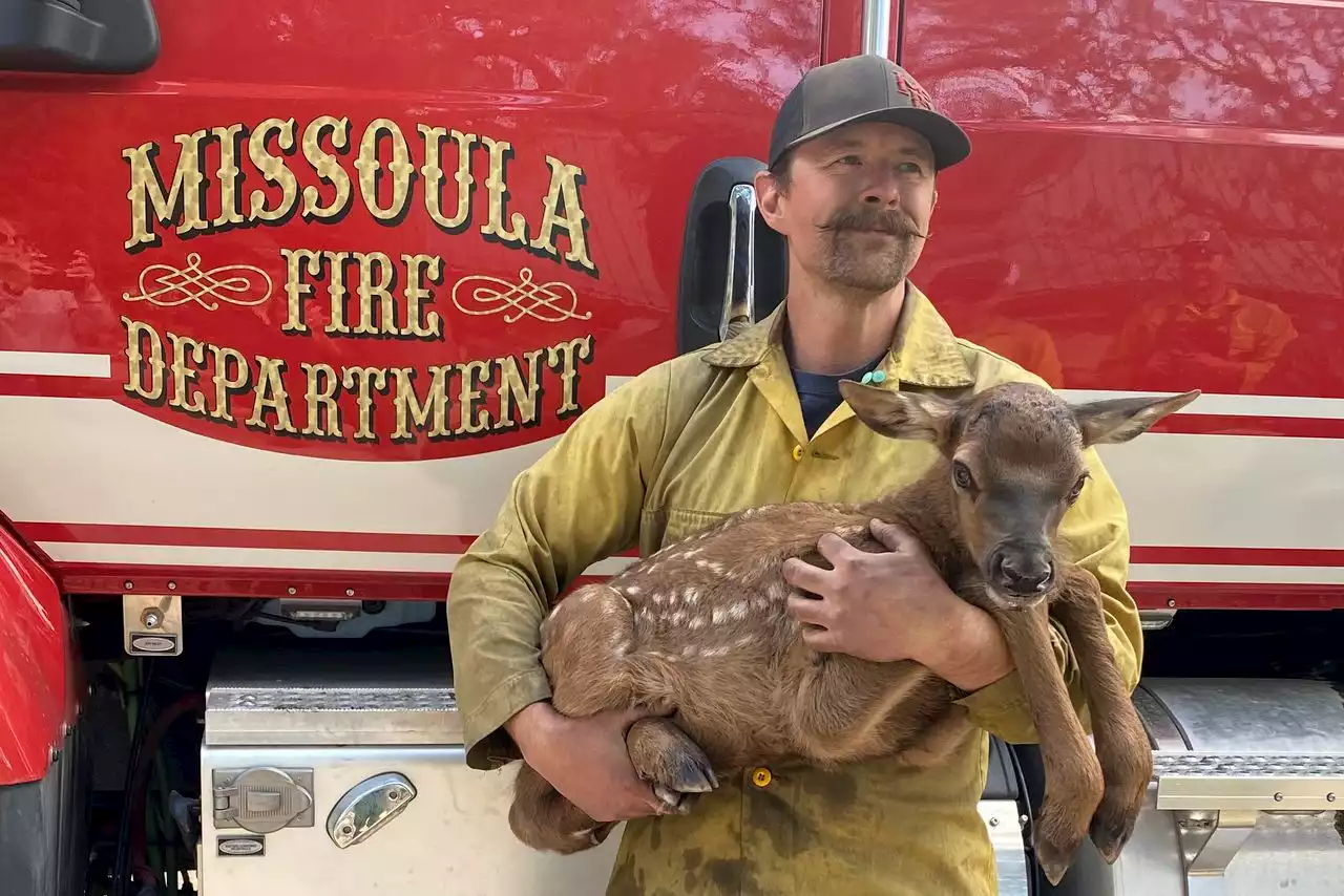 Firefighters rescue abandoned elk calf from ashes of New Mexico wildfire