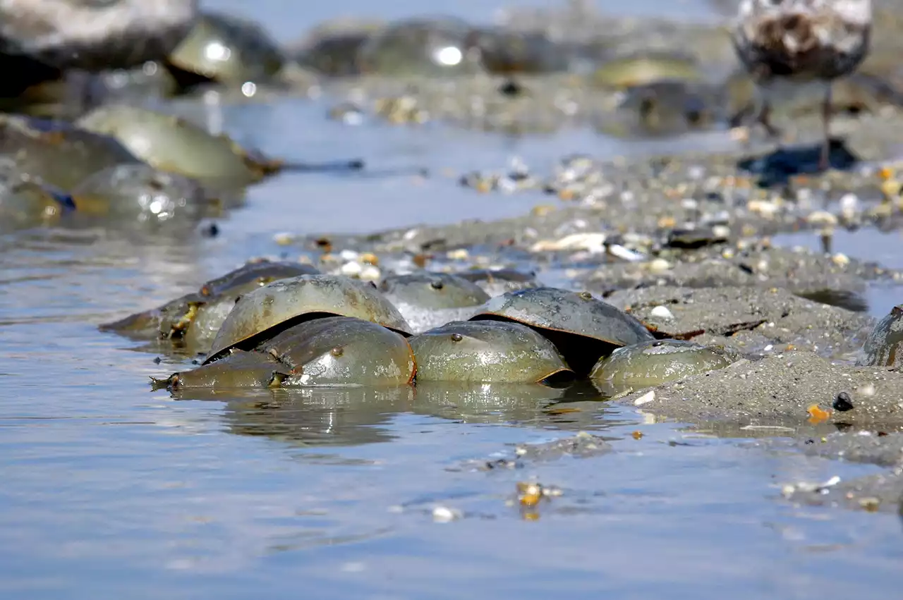 7 animal mating rituals that make horseshoe crab orgies look tame