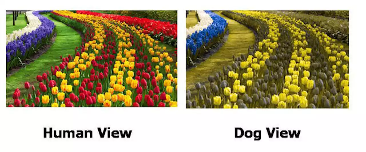 Dogs Are Not Actually Fully Colorblind