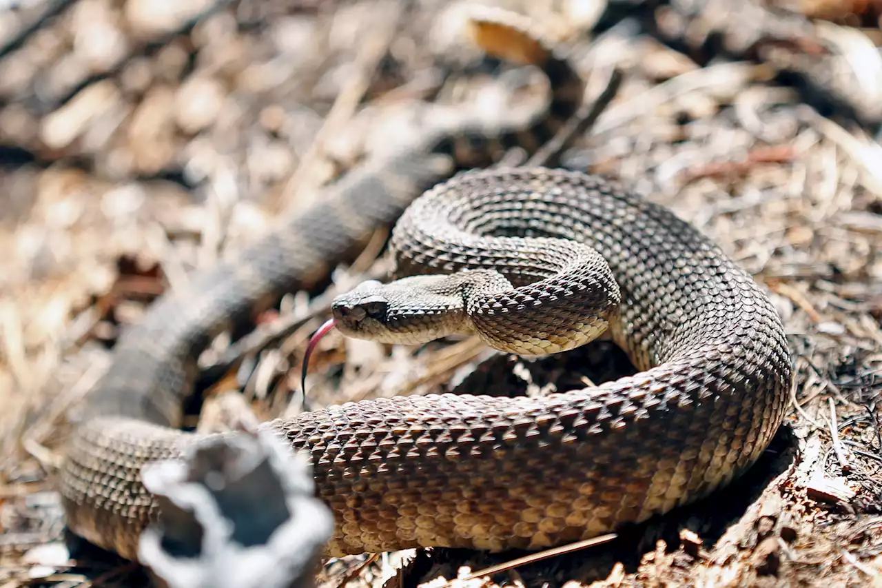 'They're everywhere': Calif.'s rattlesnake population is booming