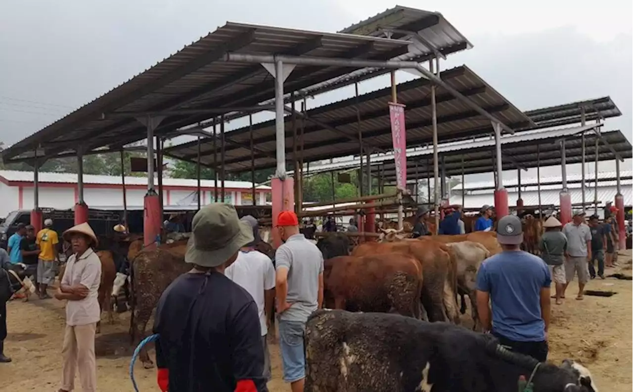 Pasar Hewan Ditutup 2 Pekan, Pedagang Sapi Boyolali: Serba Repot