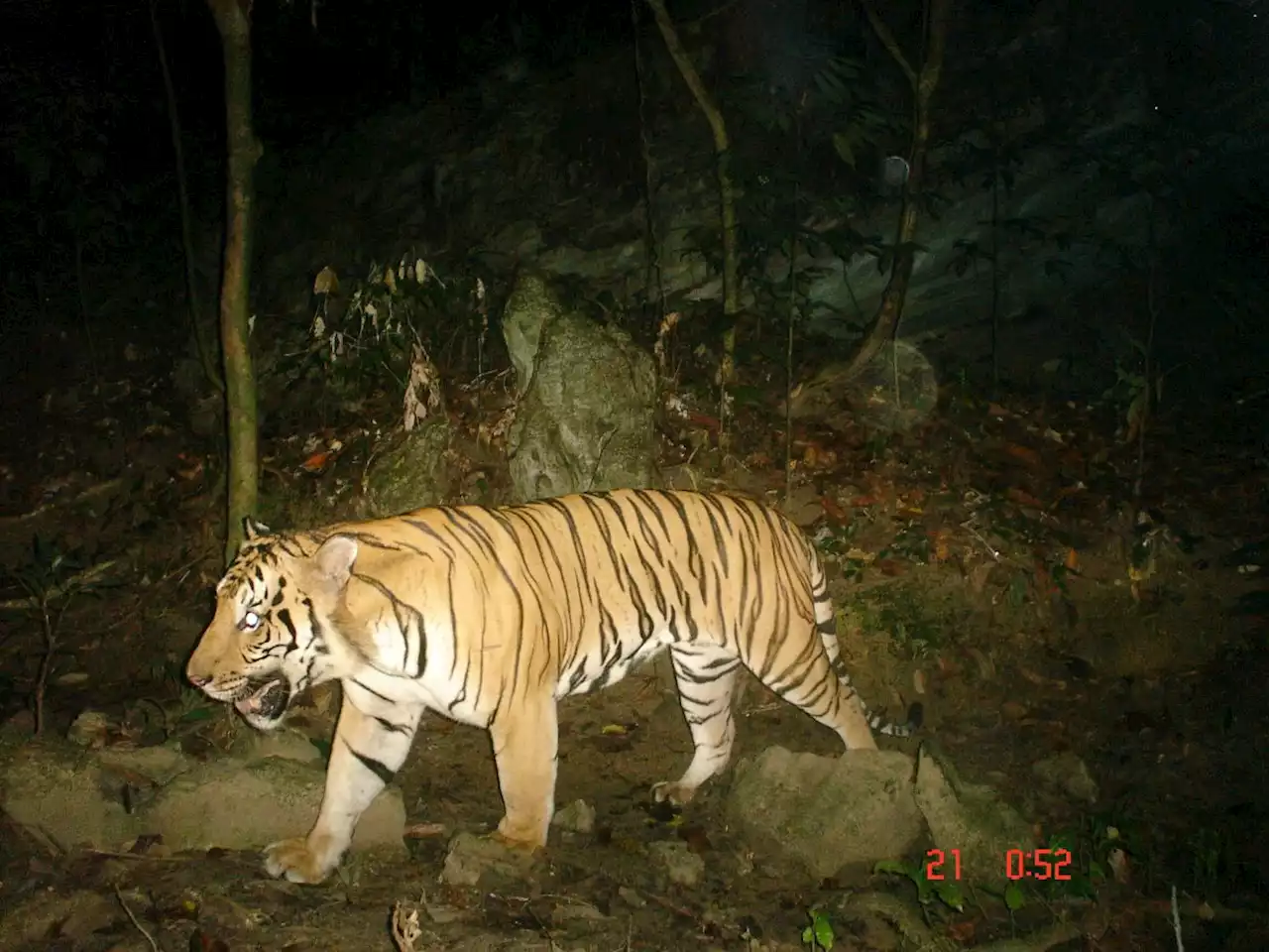 Dr Kae Kwanishi calls for strict enforcement to save the Malayan tiger