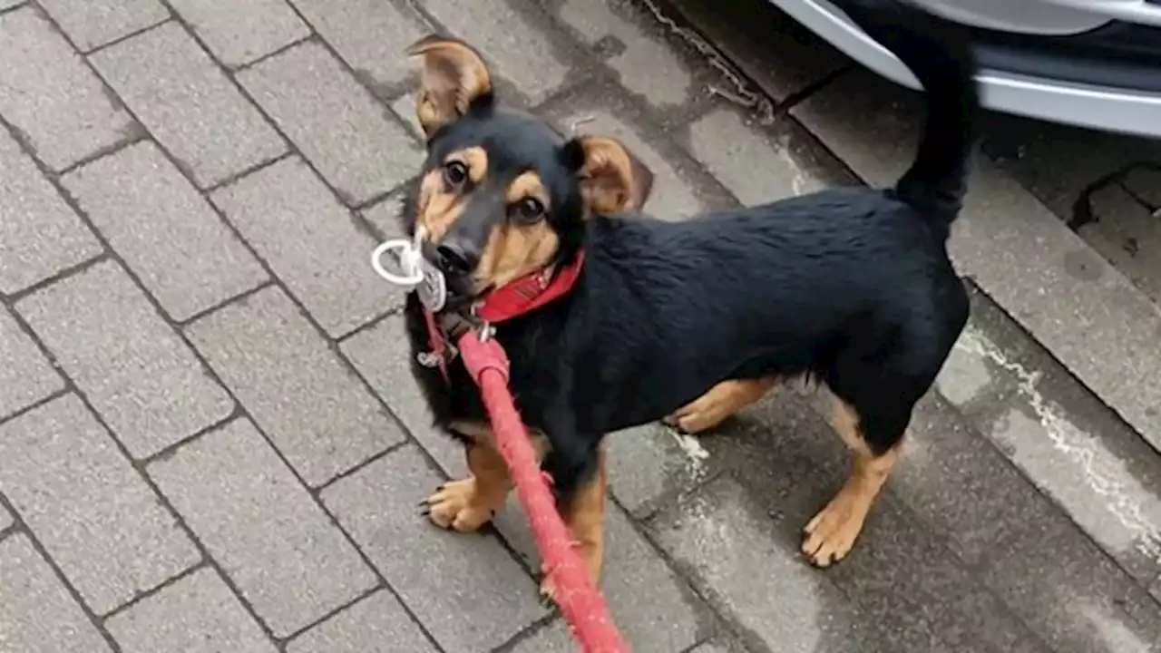 El drama de Coco: el perro que está varado en Ezeiza y amenazan con sacrificarlo