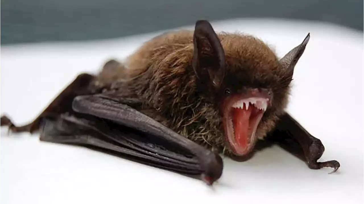 Rabies Found In Bat At Jefferson County Park