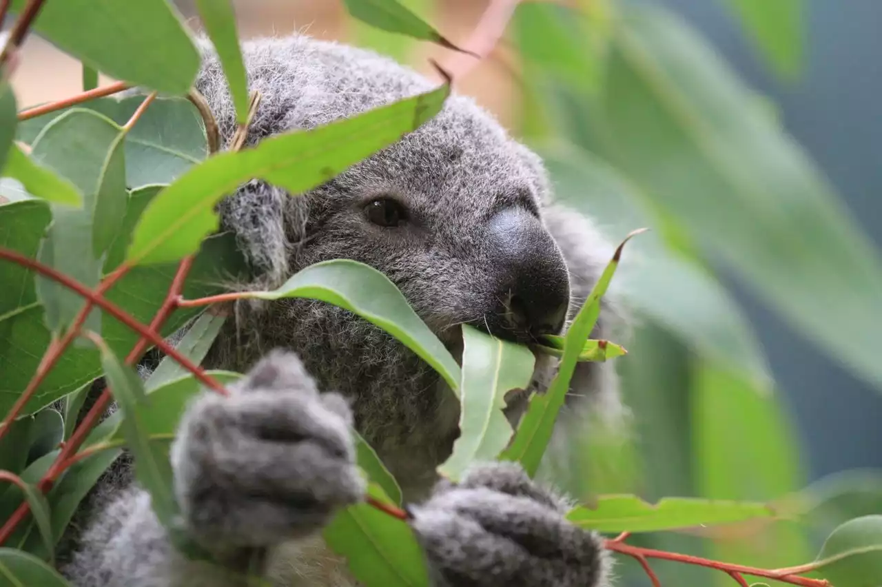 How do you budget to feed animals at the Cleveland Metroparks Zoo, from elephants to koalas?