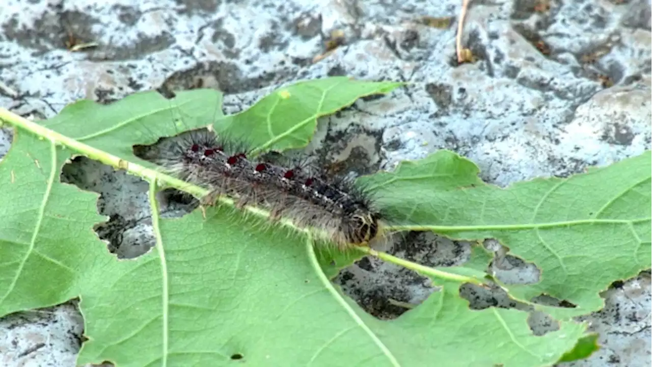 Aerial spraying for LDD moths starts this weekend in Toronto