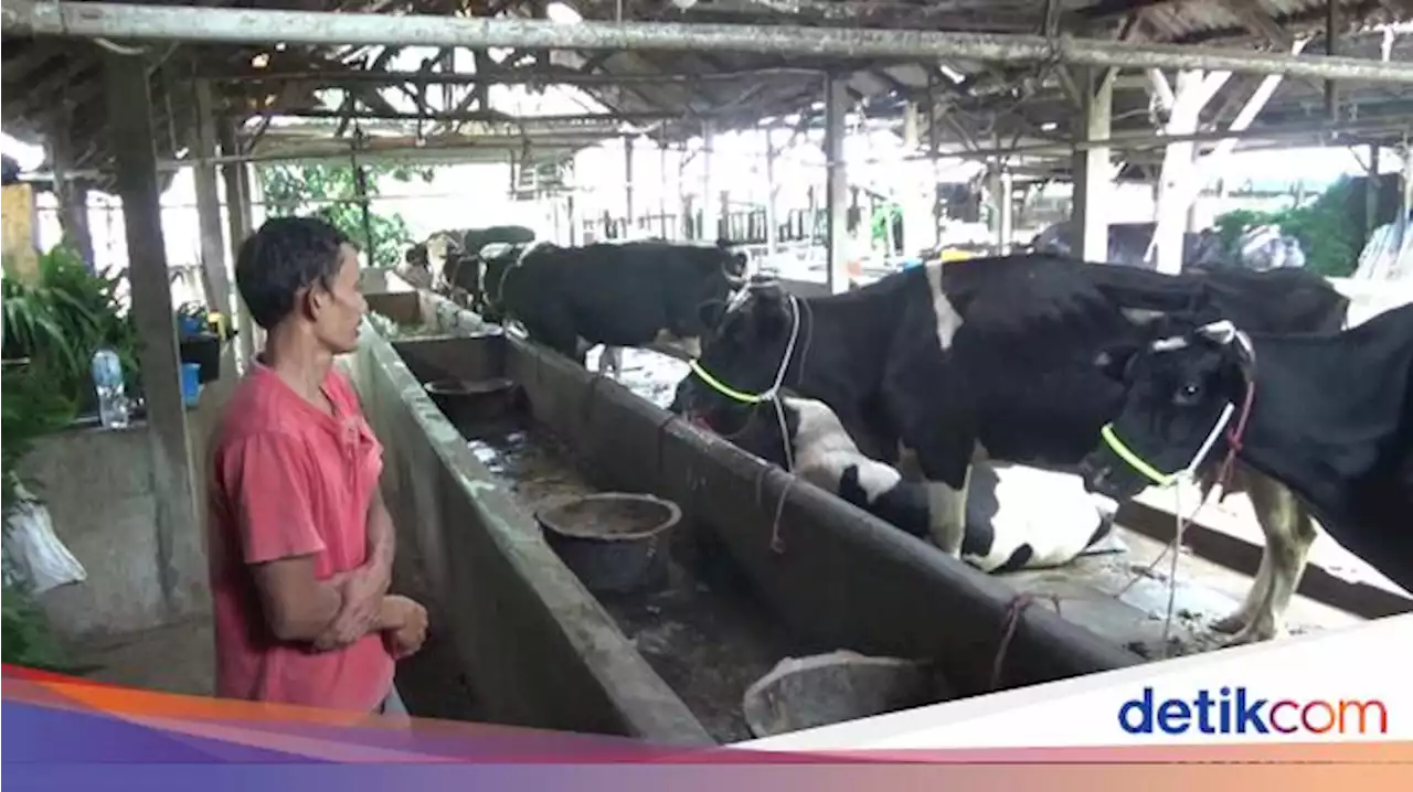 743 Sapi Perah di Lumajang Terpapar PMK, Produksi Susu Turun 25%