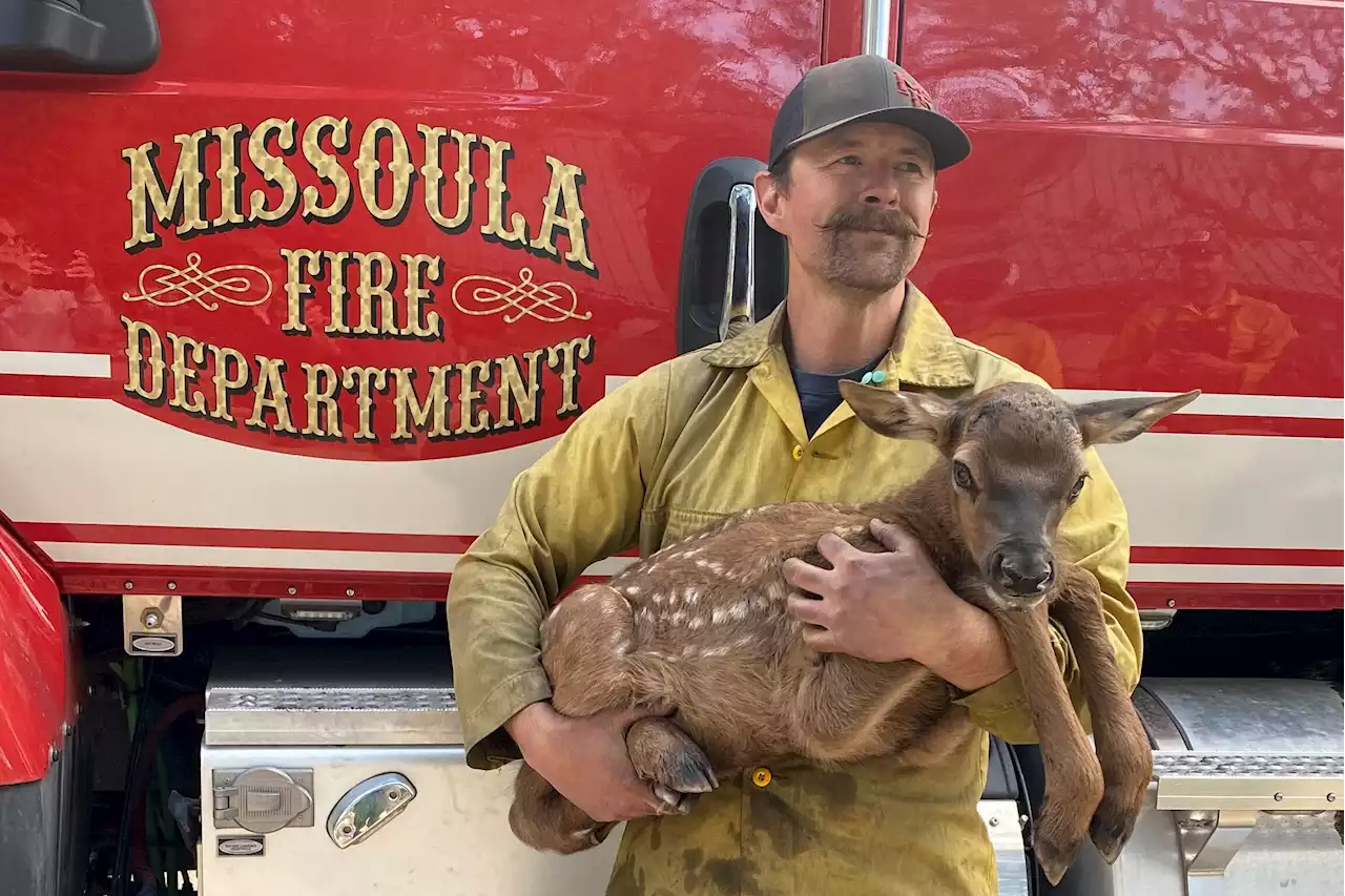 Elk Calf Named Cinder Rescued From Ashes Of New Mexico Wildfire