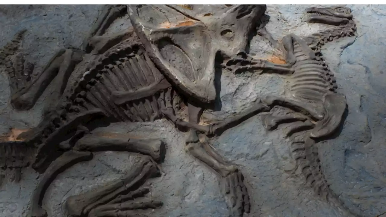 Scientists may have solved one of the oldest dinosaur mysteries