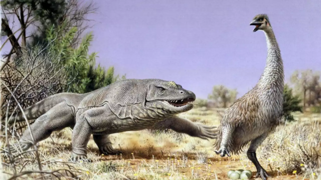 The first Australians ate the giant eggs of huge flightless birds, researchers confirm