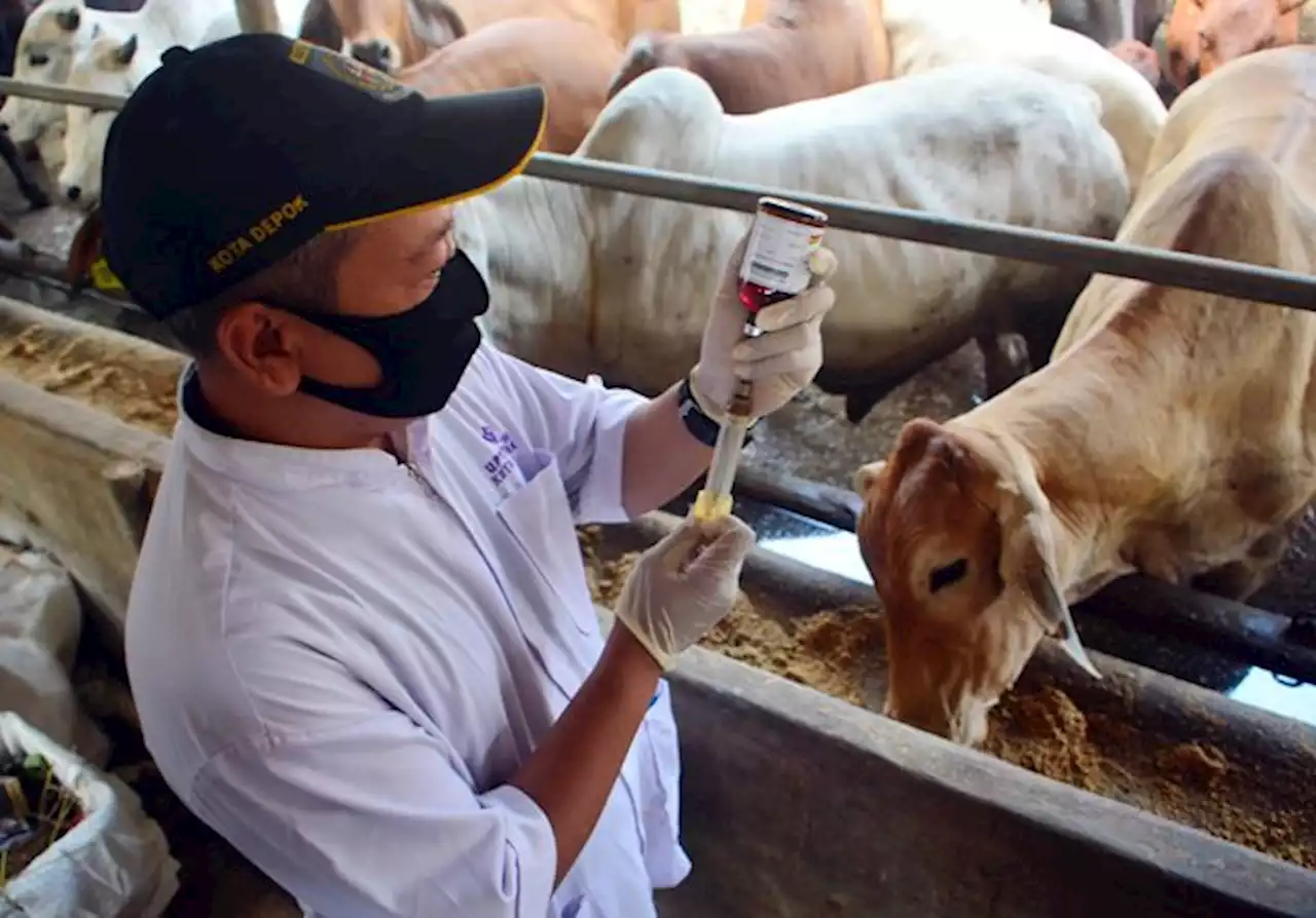 8 Ribu Sapi Positif PMK, Seribu Sapi Sembuh di Jatim