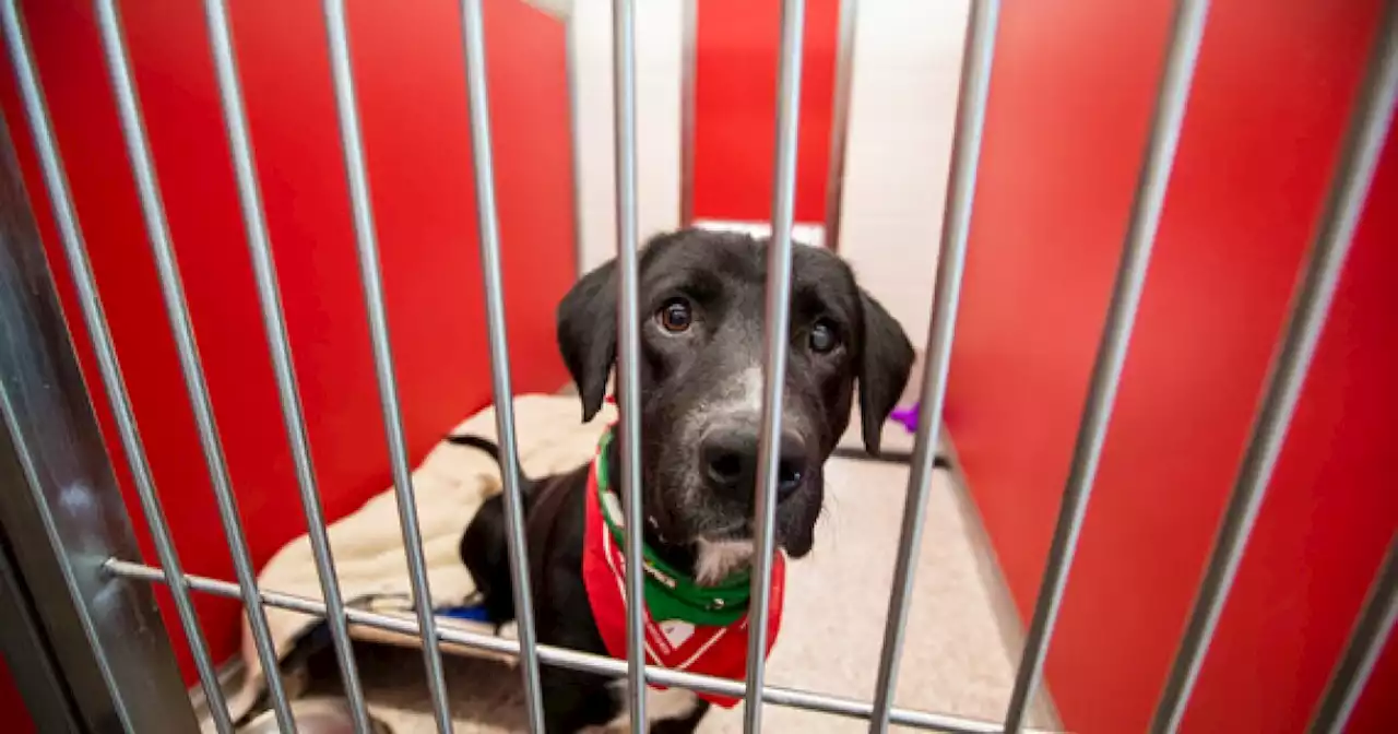 Pima Animal Care Center overloaded with medium, larger-sized dogs