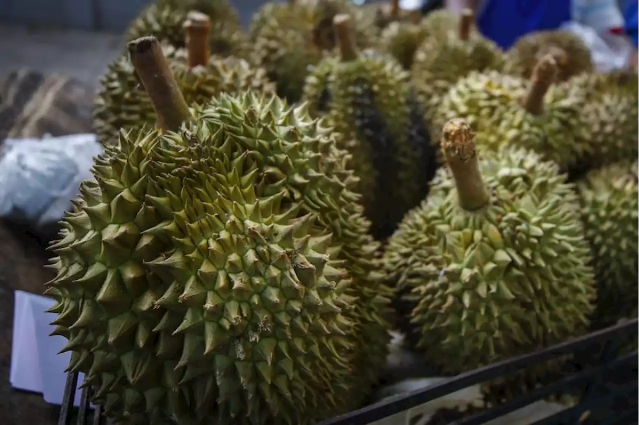 Durian tempatan mahal, pembeli pilih durian Thailand | The Malaysian Insight