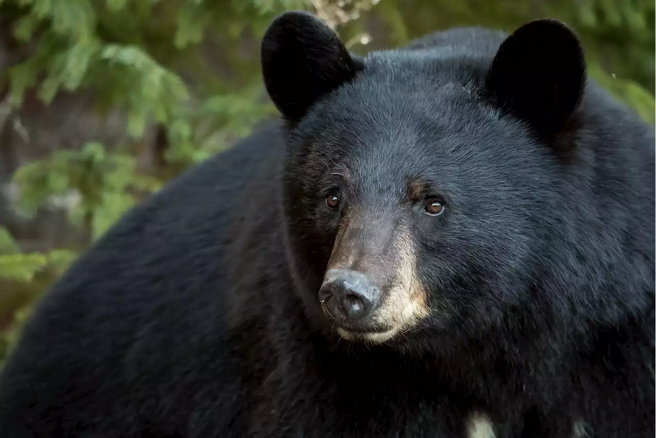 Huge black bear killed after two year rampage in Washington