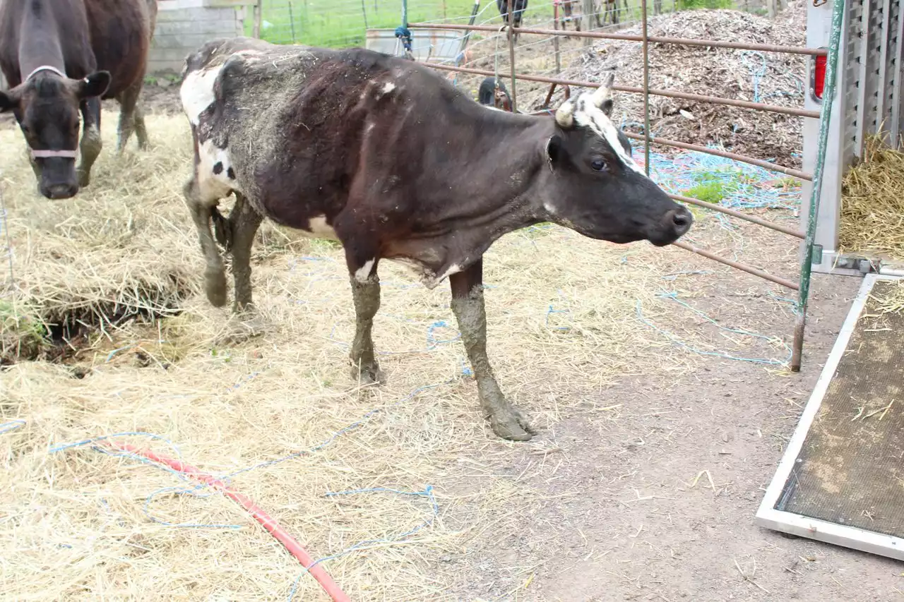 Dozens of neglected cows, horses, pigs and dead animals were taken from N.J. farm: officials