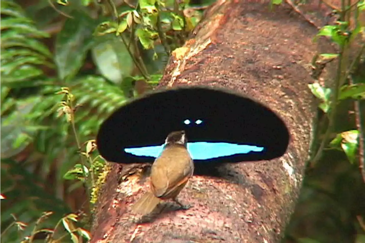 These bird feathers are so black your eyes can't focus on them