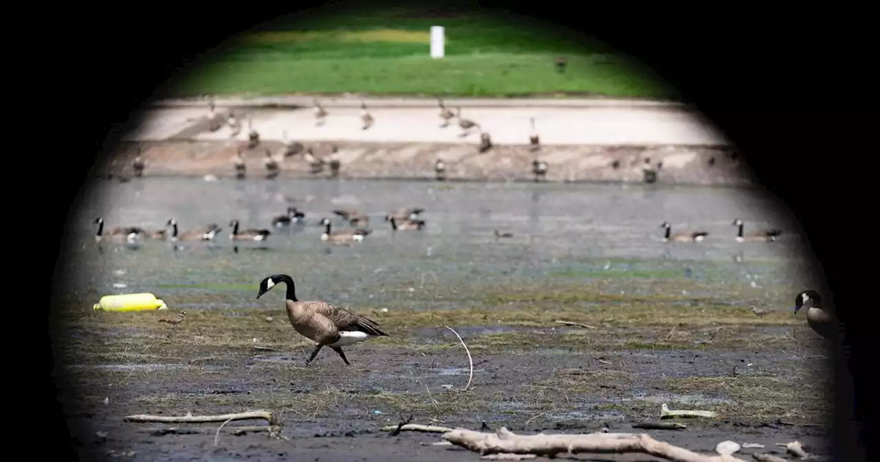 Bird flu spreading in Utah, detected in 5 more counties, officials say