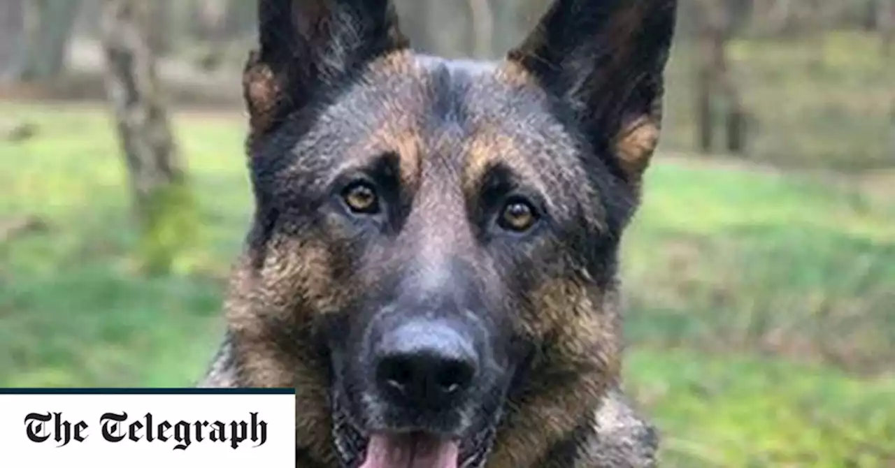 Police dog dies of heart failure chasing moped thieves