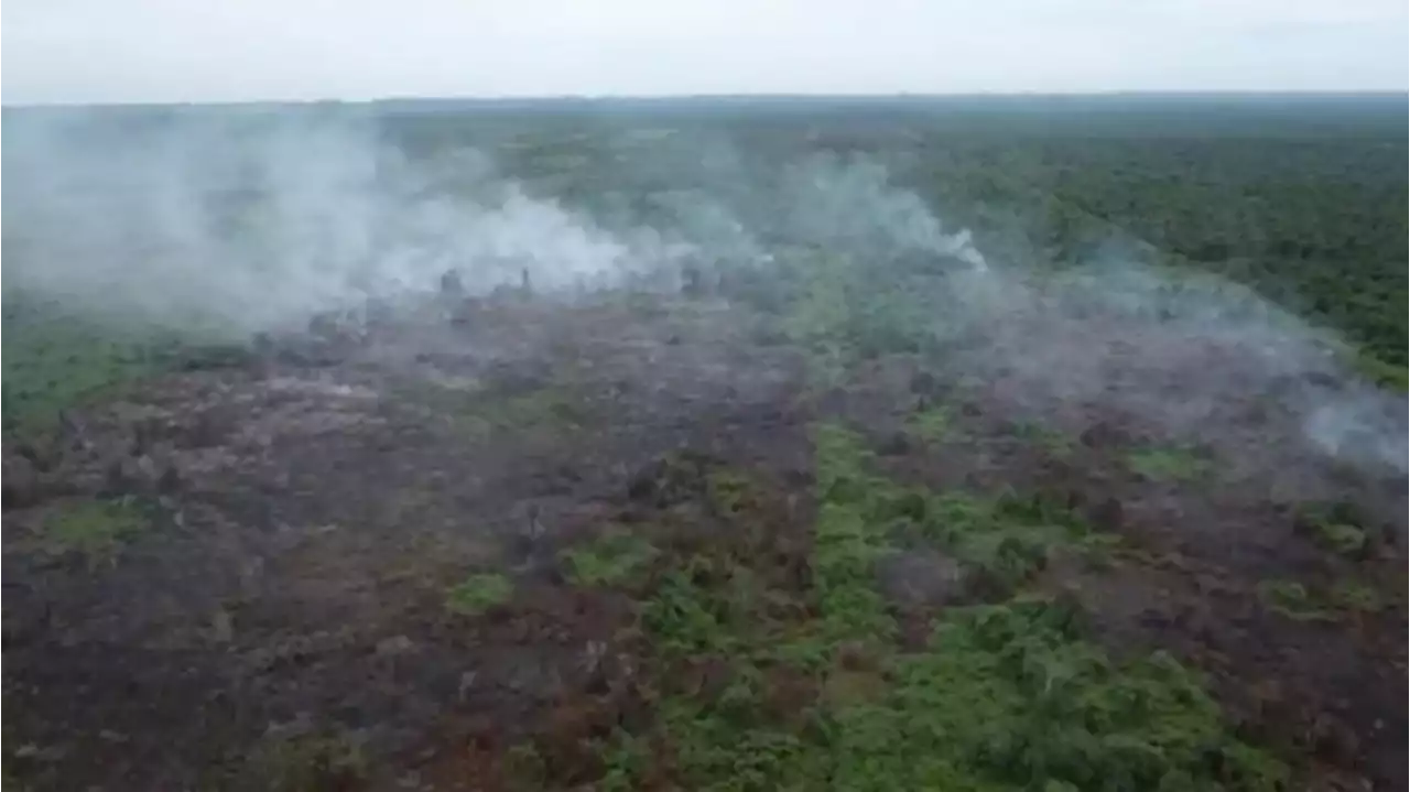 Tujuh Hektar Lahan Gambut di Nagan Raya Terbakar, Petugas Kewalahan Padamkan Api