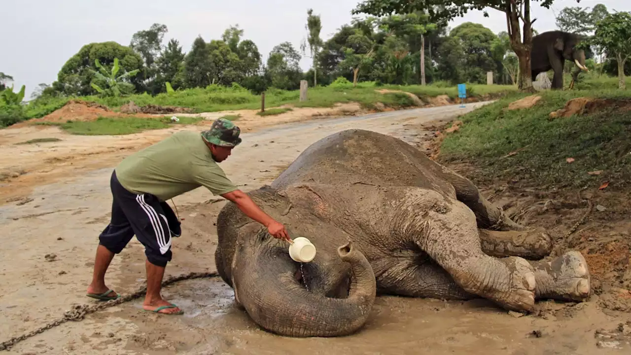 Diduga Diracun, Gajah Sumatra Tewas