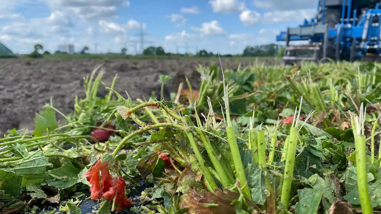 Warum Landwirte ihre Erdbeeren vernichten