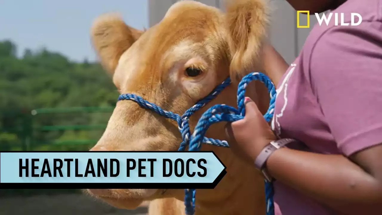 In America's heartland, animal docs Ben and Erin Schroeder treat just about every type of animal