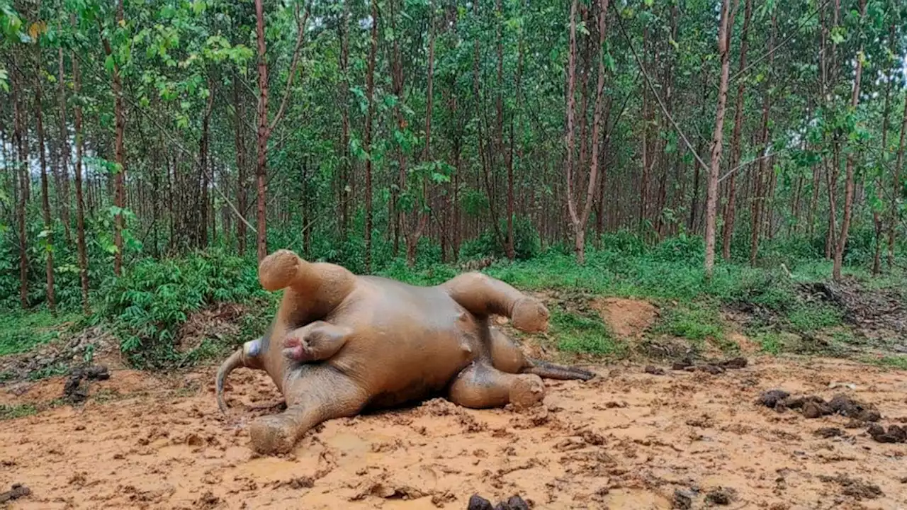 Sumatran elephant dies in Indonesia of suspected poisoning