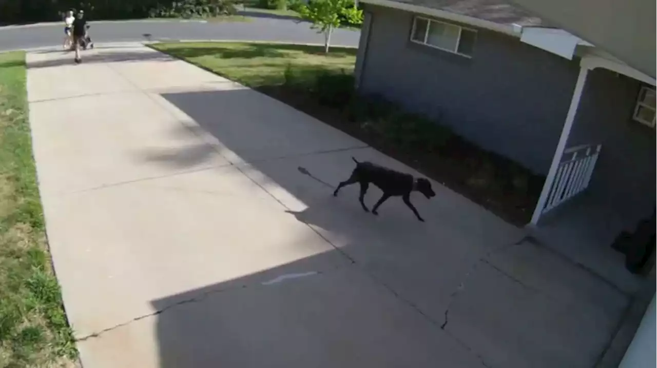 CAUGHT ON CAM: Dog alerts family to intruder inside home