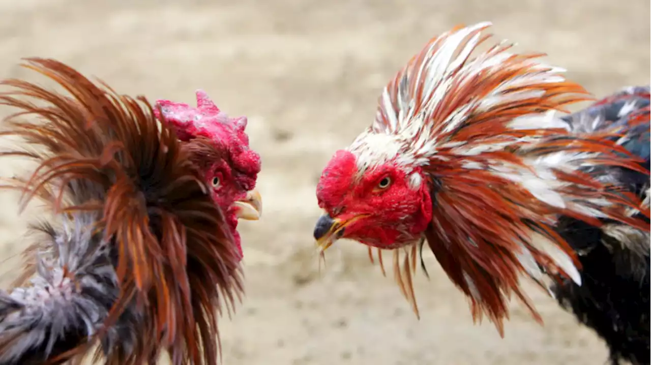 Sheriff: Deputies raid cockfighting event; 10 men arrested, 36 roosters seized