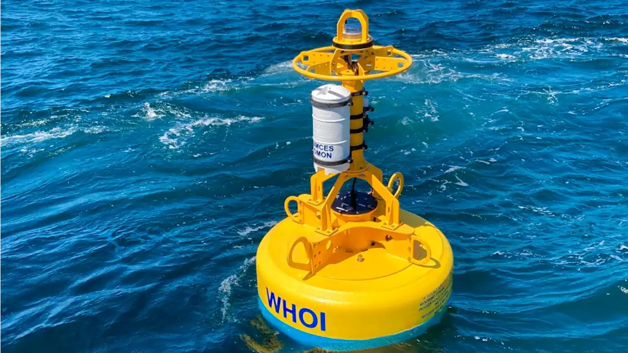 Robotic buoys developed to keep Atlantic right whales safe