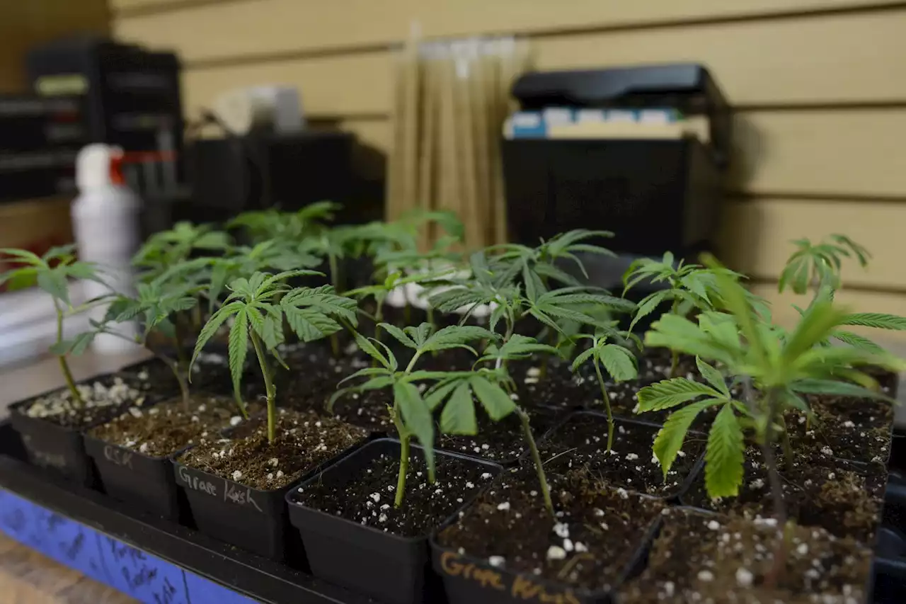 Inside the Business of Cannabis Cloning