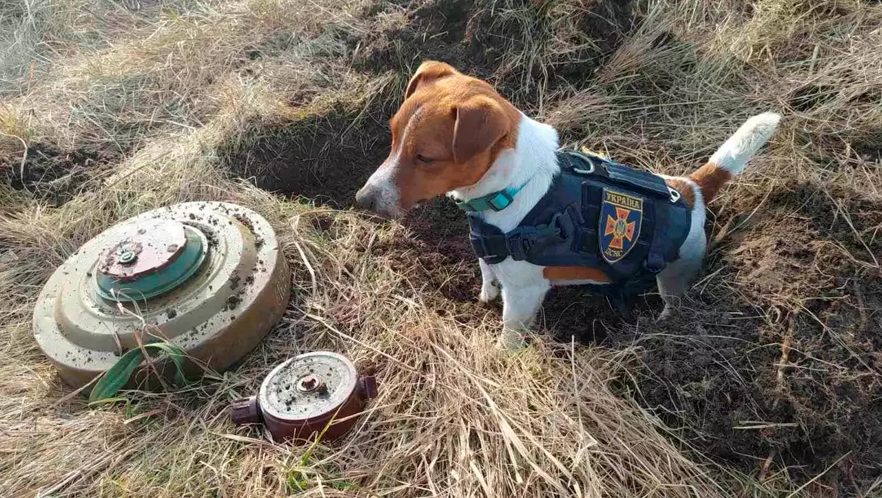 »Palm Dog Award«: Ukrainischer Minenspürhund erhält Ehrenpreis beim Filmfestival von Cannes