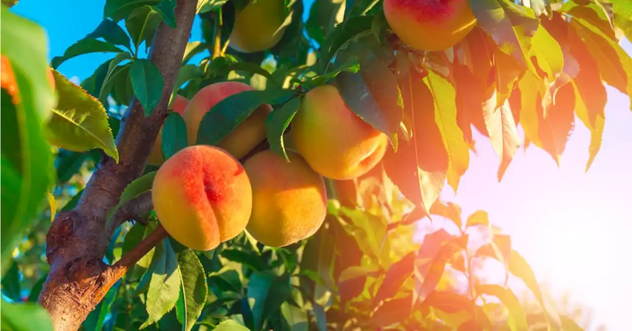 It’s Peach Season Again in Georgia