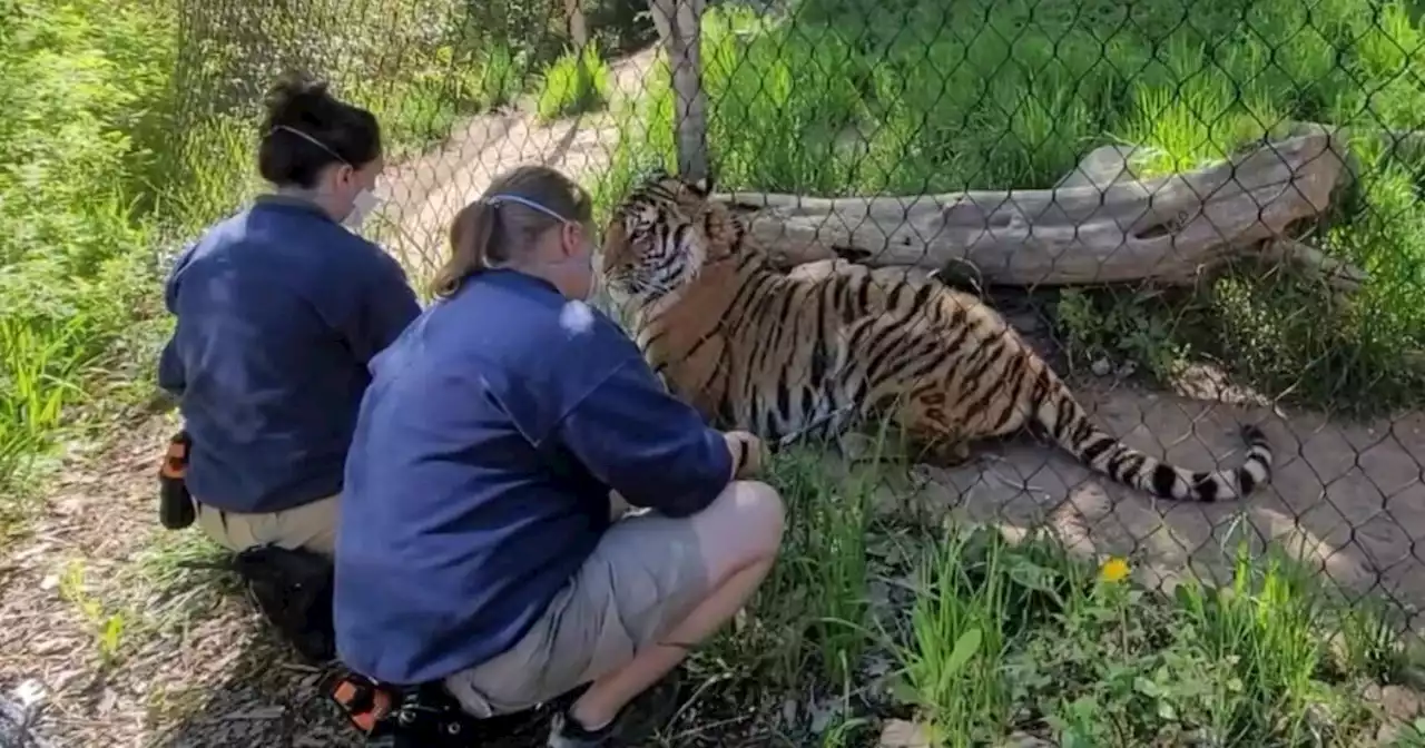 Utah's Hogle Zoo is giving some of its animals COVID-19 vaccines and boosters