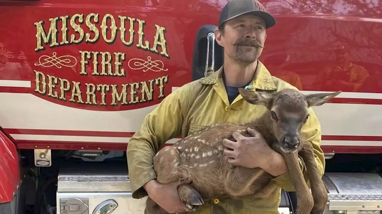 New Mexico Firefighters Rescue Adorable Elk Calf