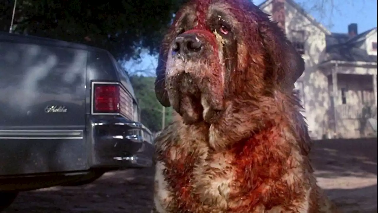 Stephen King's Got a Cujo Follow Up in the Works